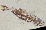 Cretaceous Viper Fish (Prionolepis) With Fish In Stomach #115743-3
